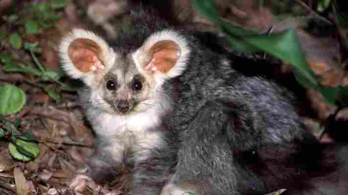 Australia's charismatic glider marsupial